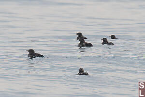 Rhinoceros Auklet Being Social