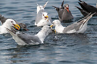 Seagulls With Wet Heads