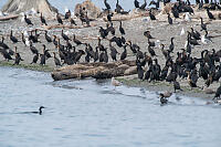 Seals On Sandy Beach With Cormorants