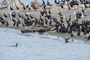 Seals On Sandy Beach With Cormorants