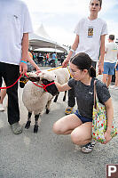 Sheep Out For Walk