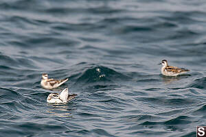Single Red-necked Phalarope Grooming