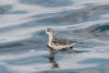 Red-necked Phalarope