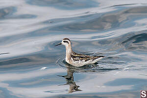 Single Red-necked Phalarope