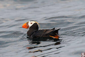 Tufted Puffin Wet Head