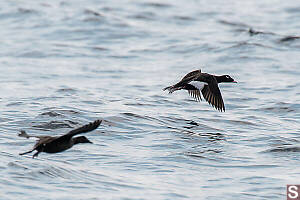 White-winged Scoter Flying