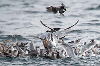 Winners Get The Fish