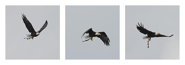 Bald Eagle With Fresh Caught Salmon