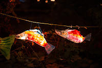 Salmon Lanterns