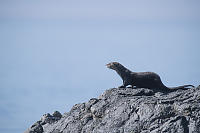 River Otter Returning To Ocean
