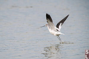 American Avocet Launching