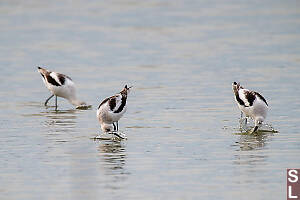 American Avocet Skimming Water