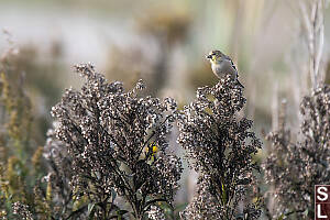 American Goldfinch Picking Seeds