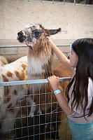 Claira With Alpaca