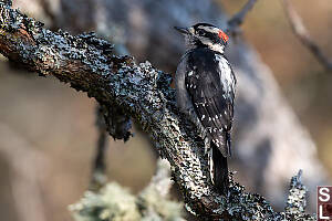 Downy Woodpecker Male
