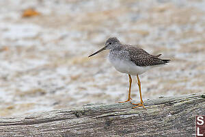 Greater Yellowlegs On Driftwood