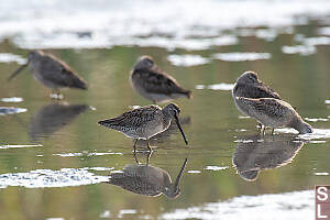 Long Billed Dowitcher