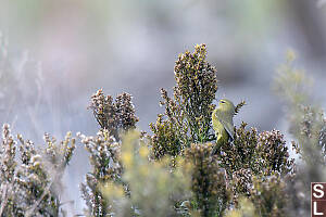 Orange Crown Warbler