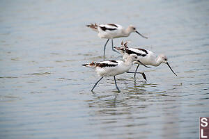 Three American Avocet Walking