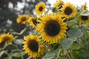 Sunflowers With Bee