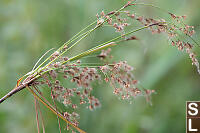 Seeds On Woolgrass