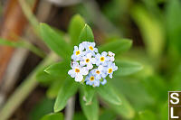 Water Forget Me Not Flowers
