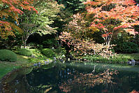 Reflected Trees In Bright Spot