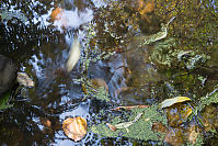 Slowly Swirling Water