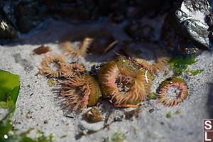 Aggregating Anemone In Tide Pool