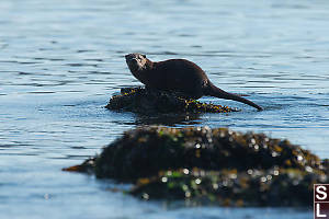 River Otter On Shallow Rock