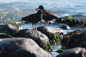 Two Black Oystercatchers