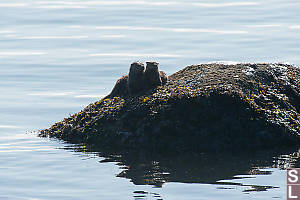 Two River Otters On Rock