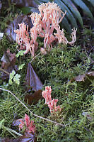Fungus Coming Up Through Moss