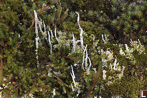 Miniature World Of Lichen And Moss