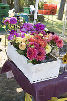 Fall Flowers At Farmers Market