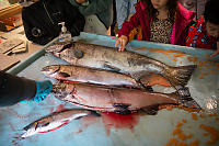 Chinook Female And Male Coho And Coho Jack