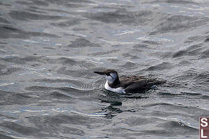 Common Murre Non Breeding
