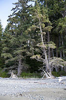 Driftwood Structures On Beach