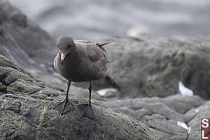 Juvenile Heermanns Gull