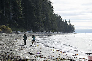 Kelp On Beach