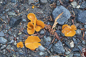 Orange Peel Fungus On Trail