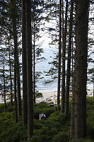 Outhouse At Edge Of Forest