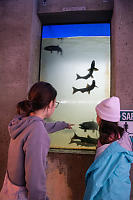 Salmon In Holding Pen