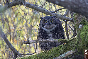 Great Horned Owl With Tongue Out