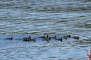 Surf Scoter Males And Females