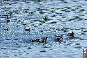Surf Scoter