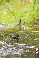 American Dipper Floating Chest High