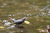 American Dipper Side View