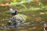 American Dipper With Long Legs