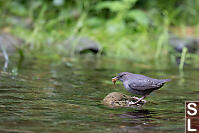 American Dipper With Small Fish